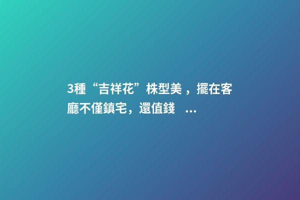 3種“吉祥花”株型美，擺在客廳不僅鎮宅，還值錢，寓意發財